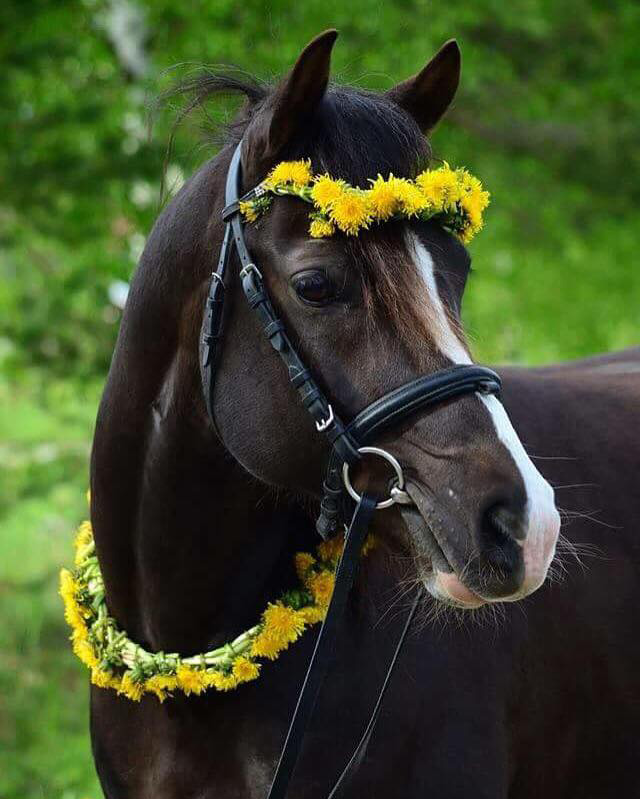Ramses al Sabah